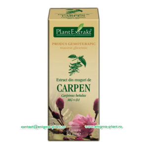 extract-muguri-carpen